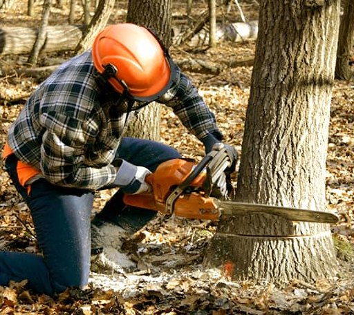 Tree Removal in Evans, WV
